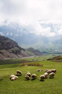 Herd of sheep Foto stock