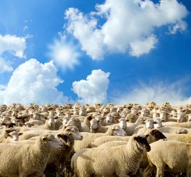Herd of sheep Stock Photos
