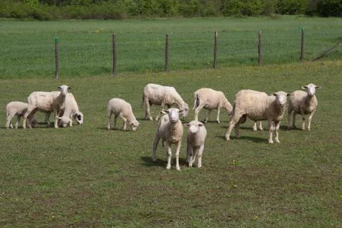 Herd of sheep Stock Photos