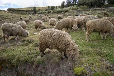 Herd of sheep Stock Photos