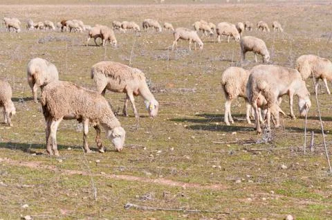 Herd of sheep Stock Photos