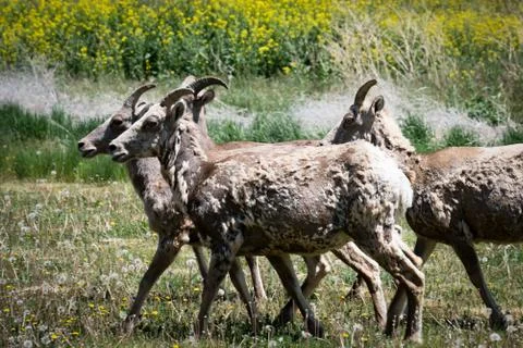Herd of Sheep Stock Photos