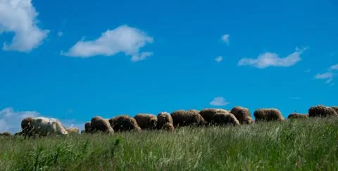 Herd of sheep. Stock Photos