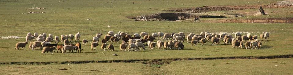 A herd of sheep Stock Photos