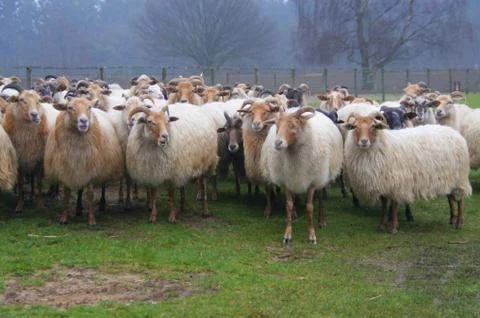 Herd of sheep Stock Photos