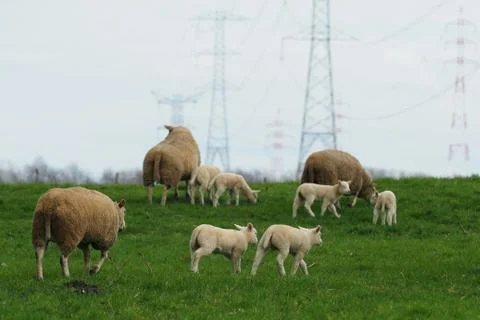 Herd of sheep Stock Photos