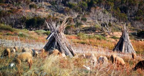 Herd of sheep Stock Photos