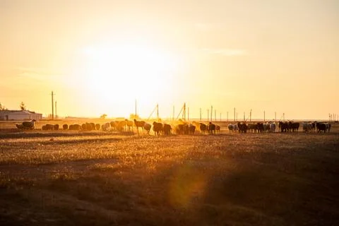 Herd of sheep Stock Photos