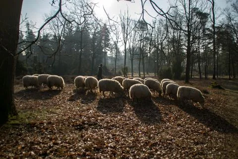 Herd of sheep Stock Photos