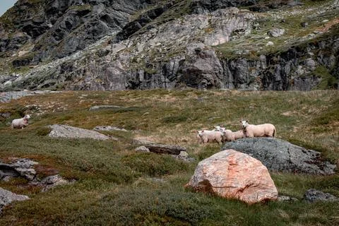 A herd of sheep 스톡 사진