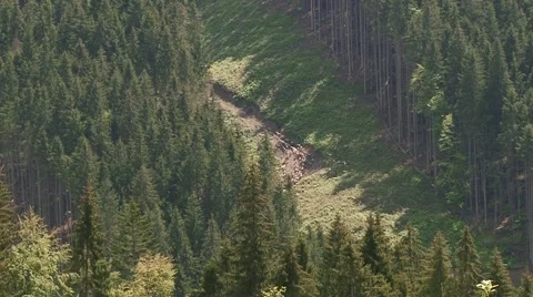 A herd of sheep raised Stock Footage 68943818