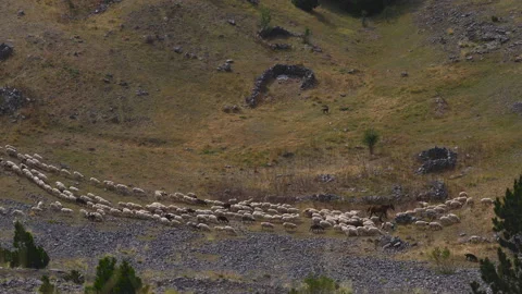 Herd of sheep rams on the mountain slope are grazing and eating fresh grass. Vidéo 165619147