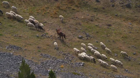 Herd of sheep rams on the mountain slope are grazing and eating fresh grass. 库存影片 165619466