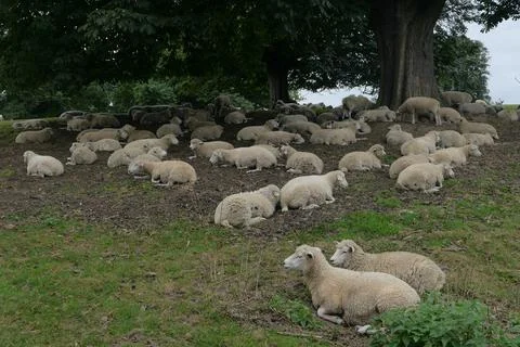 Herd of sheep at rest under trees Stock Photos