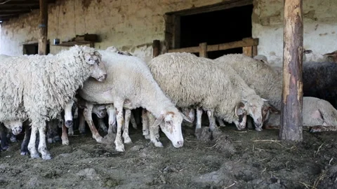 A herd of sheep resting in his paddock. Livestock farm, flock of sheep. Stock Footage 111585241