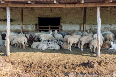 A herd of sheep resting in his paddock. Livestock farm, flock of sheep. Stock Photos