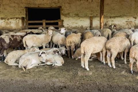 A herd of sheep resting in his paddock. Livestock farm, flock of sheep. Stock Photos