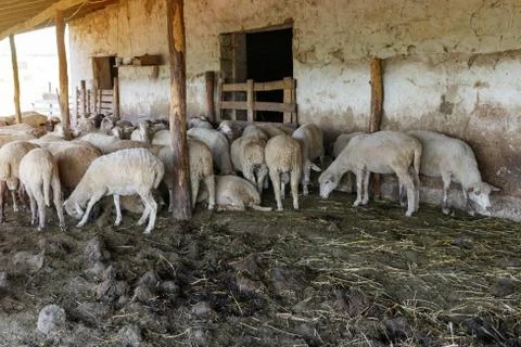 A herd of sheep resting in his paddock. Livestock farm, flock of sheep. Stock Photos