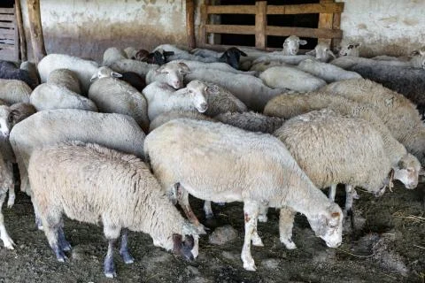 A herd of sheep resting in his paddock. Livestock farm, flock of sheep. Stock Photos