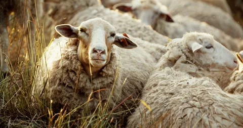 A herd of sheep is resting, the sheep is looking attentively at the camera Stock Footage 246787712