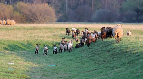 Herd of sheep running to camera Vidéo 23725535