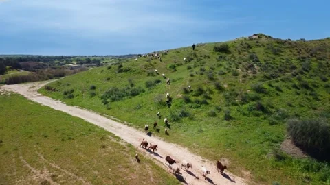 Herd of sheep running down the hill in beautiful landscape. Aerial view Stock Footage 221623851