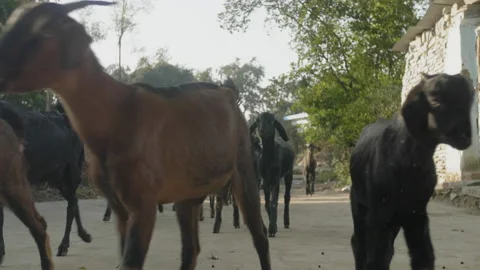 Herd of sheep running past the camera in cinematic 4K Stock Footage 140127328