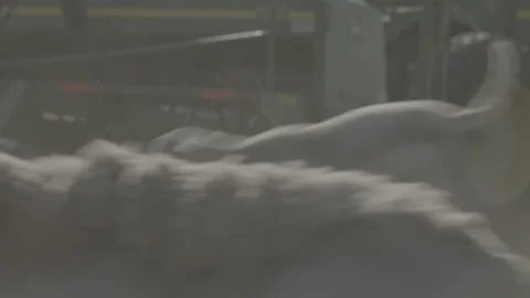 Herd of sheep running past camera 库存影片 251839409