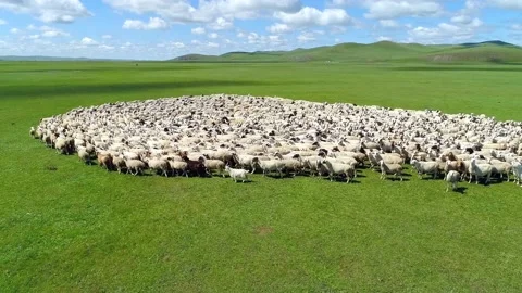 A herd of sheep running in a regular circle on the grassland of Inner Mongolia Stock Footage 156601784