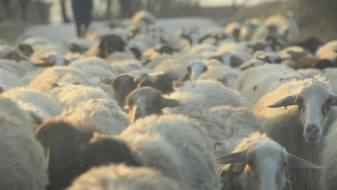 Herd of sheep running towards me in Italy Vídeos de archivo 72994334