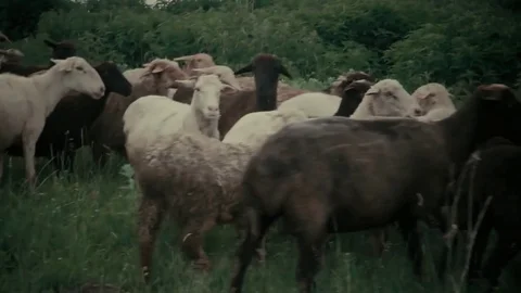 A herd of sheep runs in the field Stock Footage 77165284