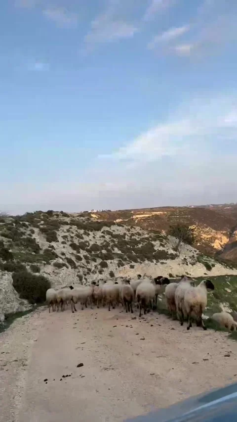 Herd of Sheep s Walking on the Field between Mountains and halls, nice animals. Stock Footage 236012673