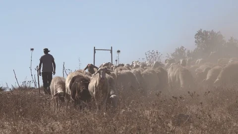 Herd of sheep shepherd and flock 스톡 동영상 119684119