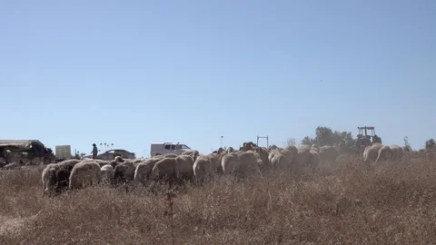 Herd of sheep shepherd and flock Stockbeeldmateriaal 119684138