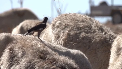 Herd of sheep shepherd and flock, bird,Sheep eating, house, 스톡 동영상 119684479