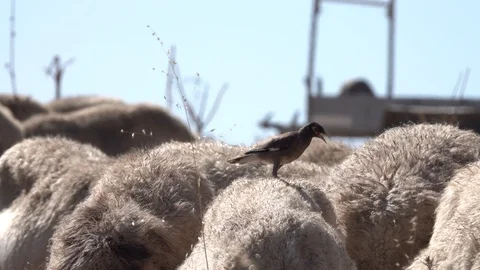 Herd of sheep shepherd and flock, bird 스톡 동영상 119684703