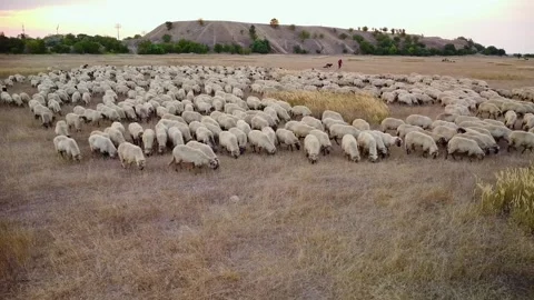 A herd of sheep shot from a drone Stock Footage 249250961