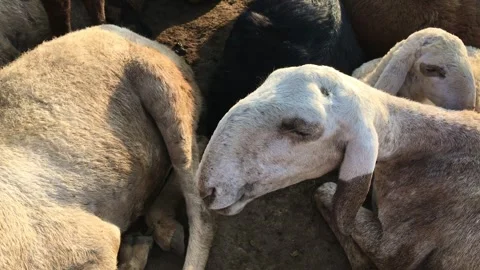 Herd of sheep sitting at the farm Stock Footage 242973295