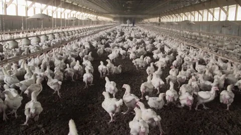 A herd of sheep standing in front of a crowd Video stock 155398681