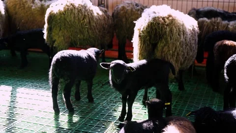 A herd of sheep standing next to each other in a pen Stock-Footage 279392415