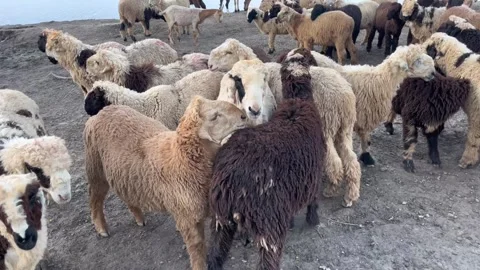Herd of sheep standing together and looking around on outdoor rural farmland Stock Footage 316846977