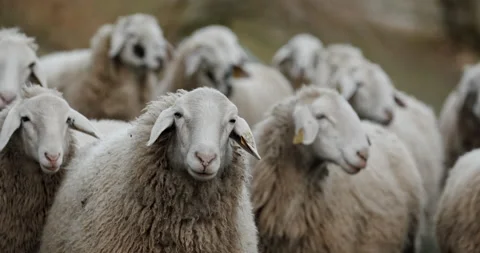 A herd of sheep standing on top of a field looking around in slow motion Video stock 149488422
