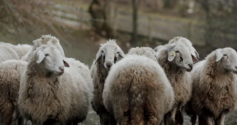 A herd of sheep standing on top of a grass covered field Video stock 149493348