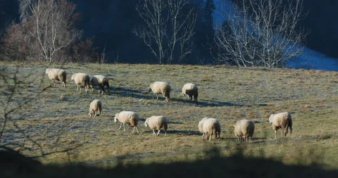 A herd of sheep standing on top of a grass covered field Stock Footage 149494078
