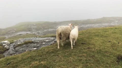A herd of sheep standing on top of a grass covered field Stock Footage 155394127