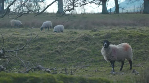 A herd of sheep standing on top of a grass covered field Stock Footage 155396067