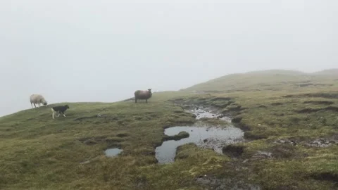 A herd of sheep standing on top of a grass covered field Video stock 155401525