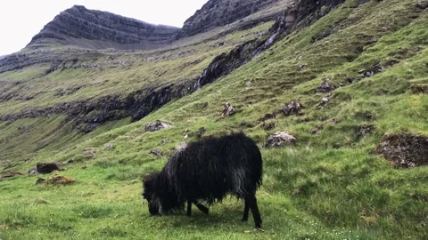 A herd of sheep standing on top of a lush green field Stock Footage 155355697