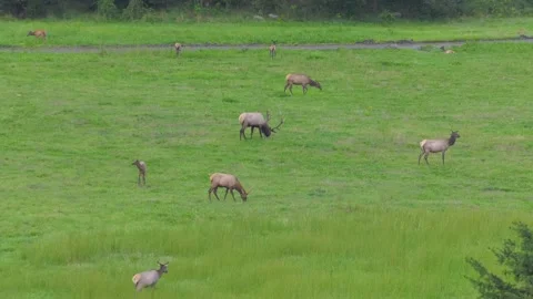 A herd of sheep standing on top of a lush green field Video stock 155357625