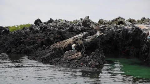A herd of sheep standing on top of a rock Stock Footage 155397455